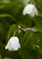 Anemone sylvestris Zawilec pospolity